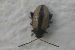 Phyllotreta armoraciae