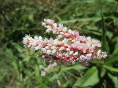 Persicaria madagascariensis