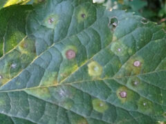 Pachypsylla celtidisasterisca