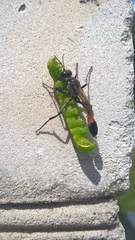 Ammophila sabulosa