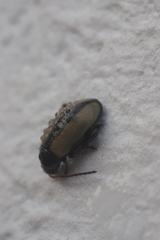 Phyllotreta armoraciae