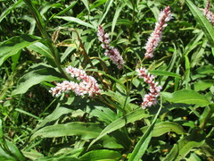 Persicaria madagascariensis