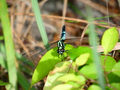 Porpax