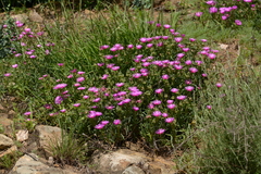 Delosperma cooperi
