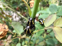 Coleoptera