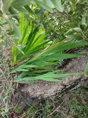 Chasmanthe floribunda