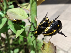 Coleoptera
