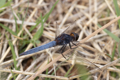 Crocothemis nigrifrons