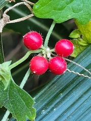 Cucumis maderaspatanus