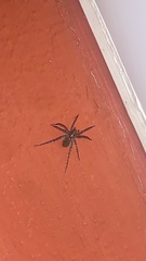 Larinioides sclopetarius