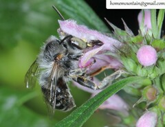 Anthophora hebeiensis