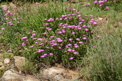 Delosperma cooperi