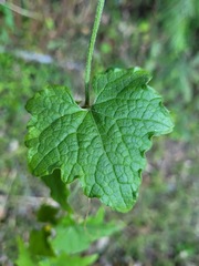 Cucumis maderaspatanus