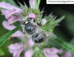 Anthophora hebeiensis