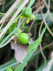 Cucumis maderaspatanus