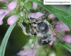 Anthophora hebeiensis