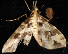 Pyraloidea