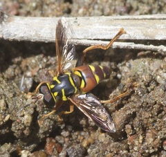 Meromacrus gloriosus