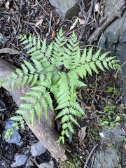 Pteris wallichiana