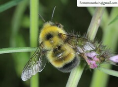 Bombus consobrinus
