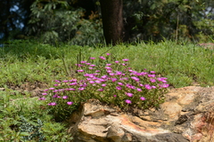 Delosperma cooperi