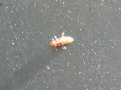 Coccinellinae