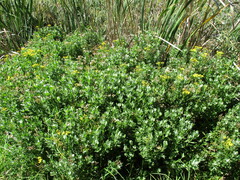 Senecio halimifolius