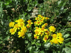 Senecio halimifolius