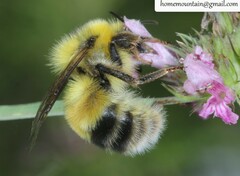 Bombus consobrinus