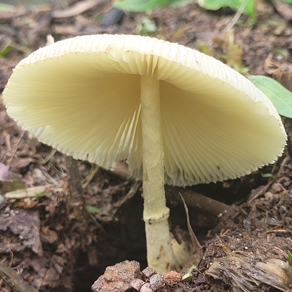 Leucocoprinus ianthinus