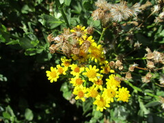 Senecio halimifolius