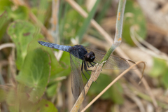 Crocothemis nigrifrons