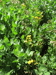 Senecio halimifolius