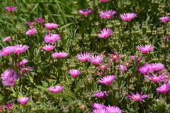 Delosperma cooperi