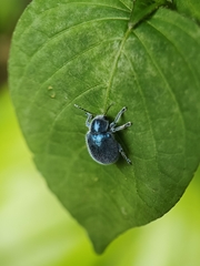 Trichochrysea