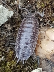 Porcellio dispar
