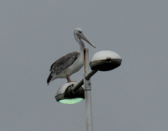 Pelecanus rufescens