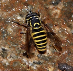 Spilomyia crandalli