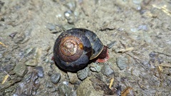 Monadenia subcarinata