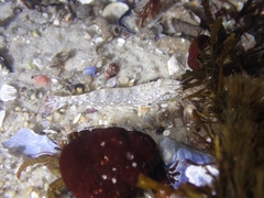 Crangon franciscorum