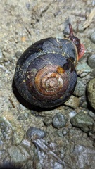 Monadenia subcarinata
