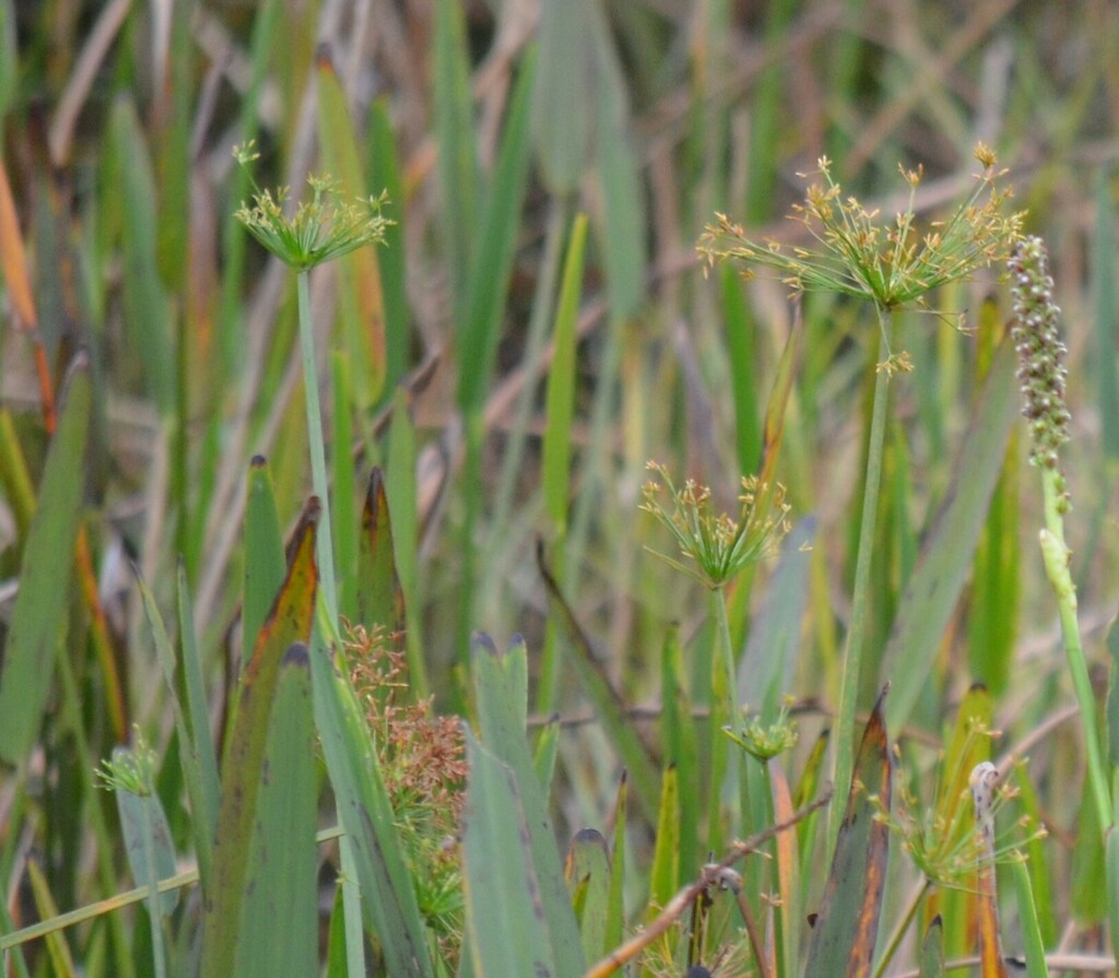 Cỏ đồng tiền – Cyperus prolifer