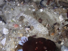 Crangon franciscorum