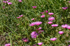 Delosperma cooperi