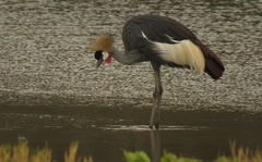 Balearica regulorum regulorum