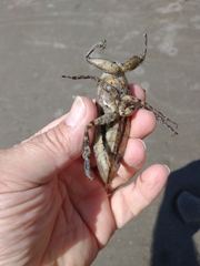 Lethocerus annulipes