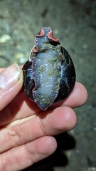 Monadenia subcarinata