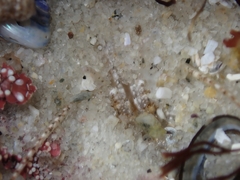 Crangon franciscorum