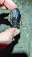 Monadenia subcarinata
