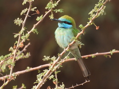 Merops cyanophrys cyanophrys